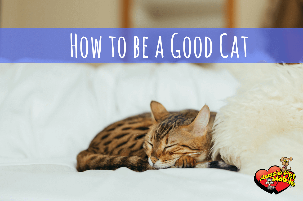 How to be a Good Cat