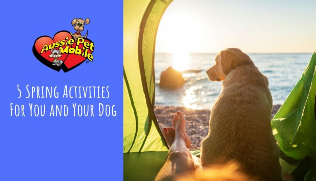 5 Spring Activities For You and Your Dog