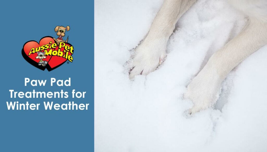 Curated visual reference: Picture Idea: Paw Pad Treatments For Winter Weather