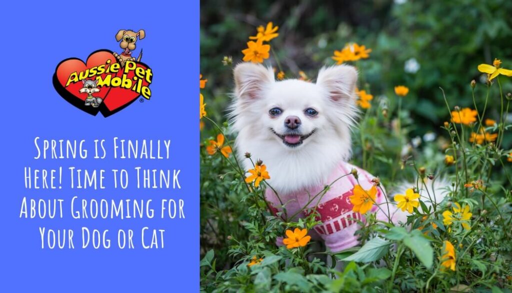 Spring is Finally Here! – It’s Grooming Time for Your Dogs & Cats