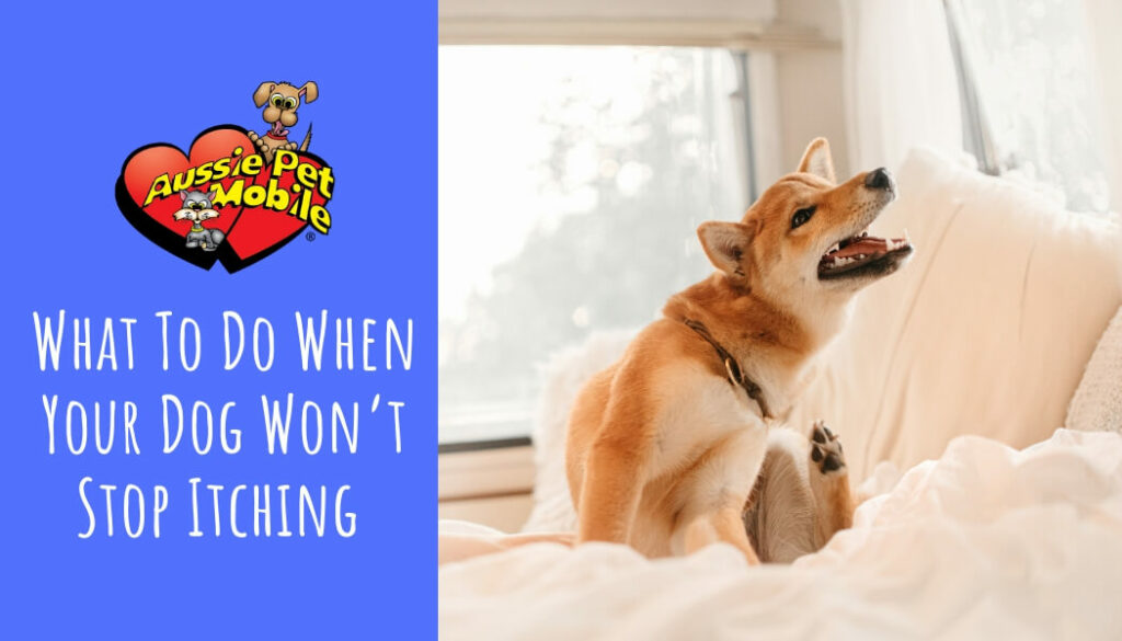What To Do When Your Dog Won’t Stop Itching