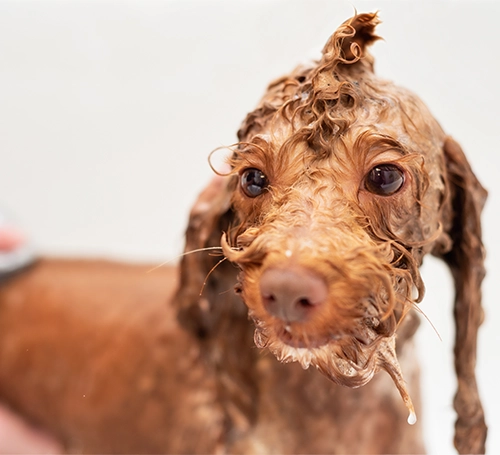 how-it-works-dog.webp